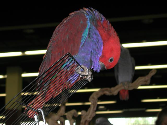 Ft Worth Bird Mart Pics