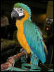 Ft Worth Bird Mart Pics