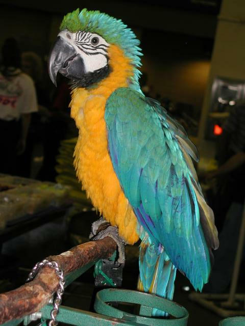 Ft Worth Bird Mart Pics
