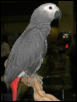 Ft Worth Bird Mart Pics