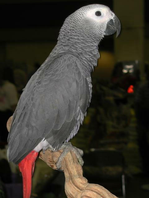 Ft Worth Bird Mart Pics