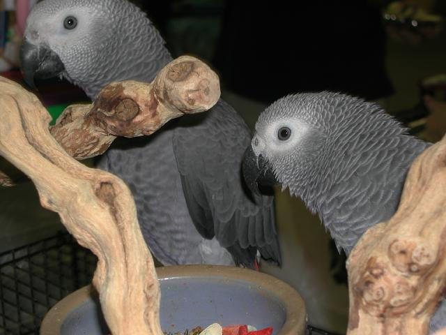 Ft Worth Bird Mart Pics