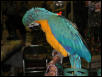 Ft Worth Bird Mart Pics