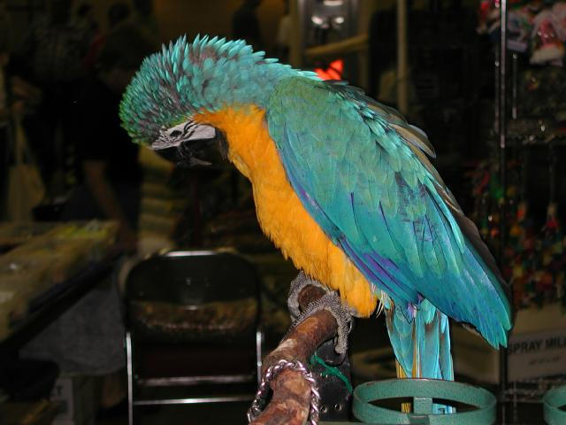 Ft Worth Bird Mart Pics
