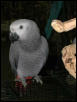 Ft Worth Bird Mart Pics