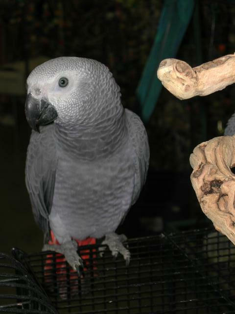 Ft Worth Bird Mart Pics