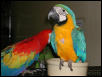 Ft Worth Bird Mart Pics