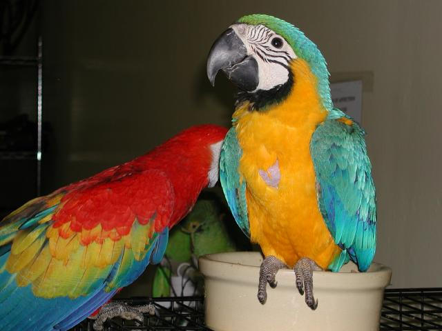 Ft Worth Bird Mart Pics