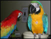 Ft Worth Bird Mart Pics