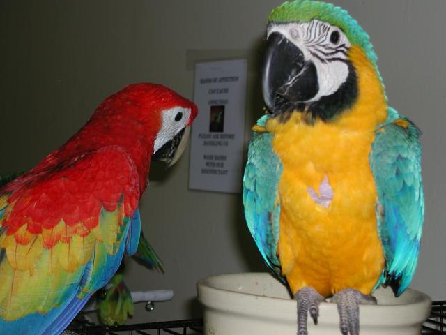 Ft Worth Bird Mart Pics