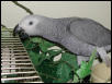 Ft Worth Bird Mart Pics