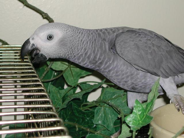 Ft Worth Bird Mart Pics