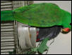 Ft Worth Bird Mart Pics