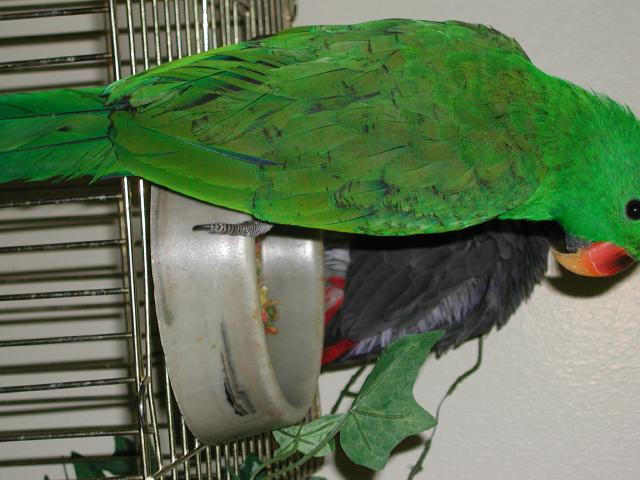 Ft Worth Bird Mart Pics