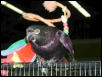 Ft Worth Bird Mart Pics