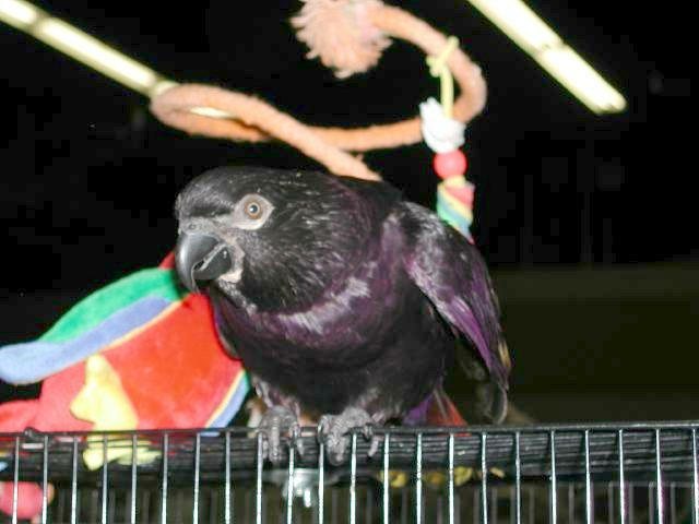 Ft Worth Bird Mart Pics