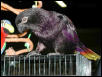 Ft Worth Bird Mart Pics