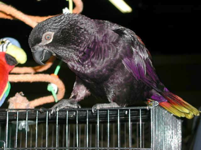Ft Worth Bird Mart Pics