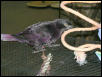Ft Worth Bird Mart Pics