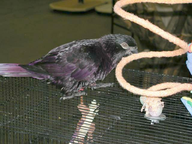 Ft Worth Bird Mart Pics