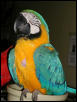Ft Worth Bird Mart Pics