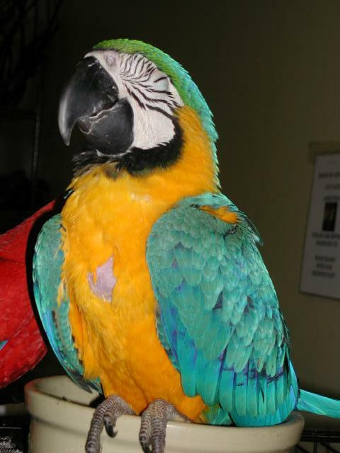 Ft Worth Bird Mart Pics