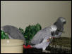 Ft Worth Bird Mart Pics