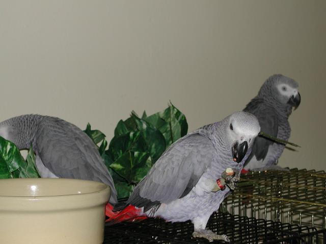 Ft Worth Bird Mart Pics