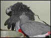 Ft Worth Bird Mart Pics