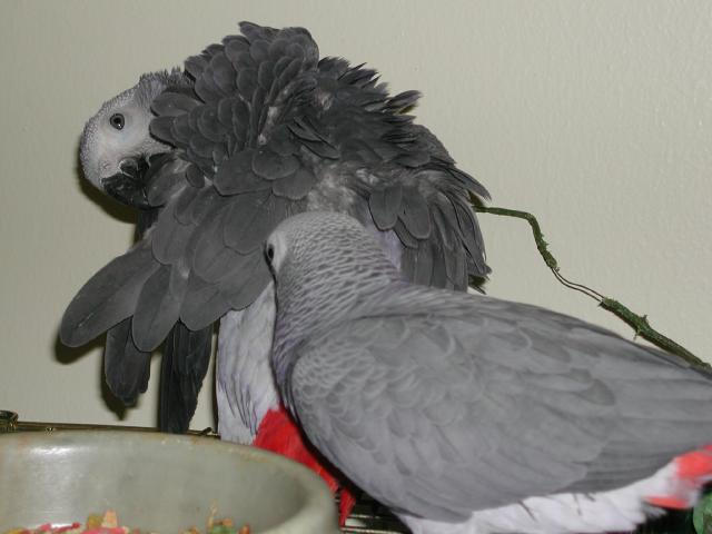 Ft Worth Bird Mart Pics