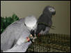 Ft Worth Bird Mart Pics