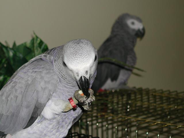 Ft Worth Bird Mart Pics