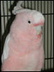 Ft Worth Bird Mart Pics