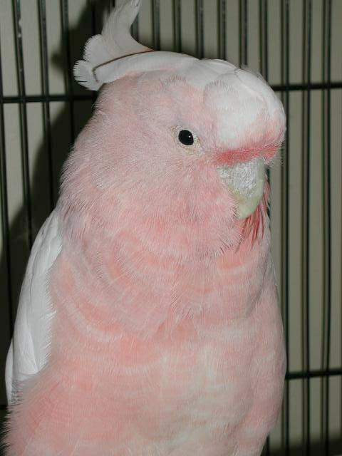 Ft Worth Bird Mart Pics