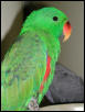 Ft Worth Bird Mart Pics