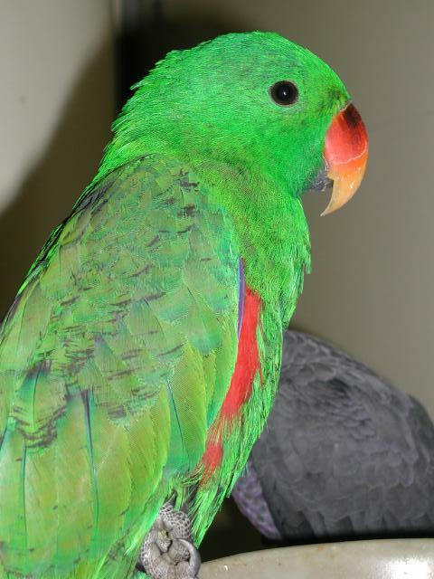 Ft Worth Bird Mart Pics