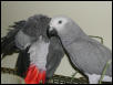 Ft Worth Bird Mart Pics