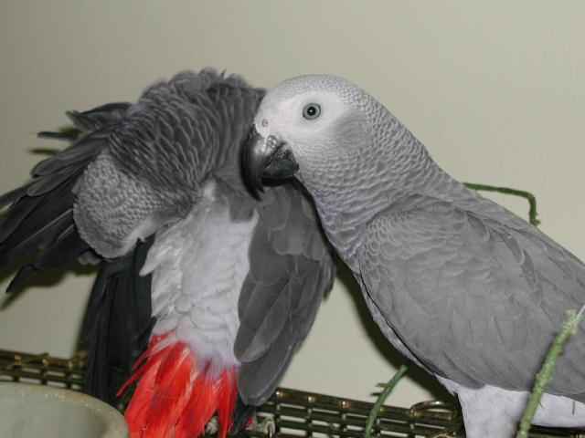 Ft Worth Bird Mart Pics