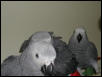 Ft Worth Bird Mart Pics
