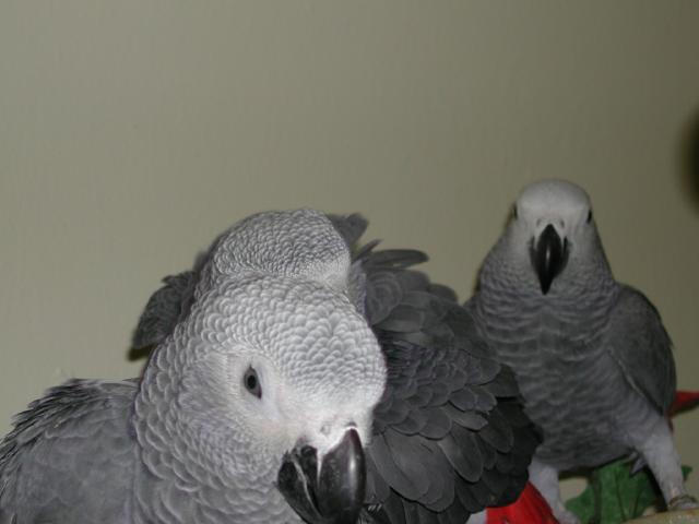Ft Worth Bird Mart Pics