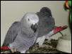 Ft Worth Bird Mart Pics