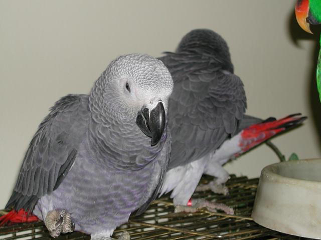 Ft Worth Bird Mart Pics