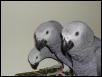 Ft Worth Bird Mart Pics