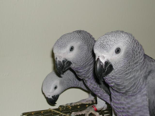 Ft Worth Bird Mart Pics