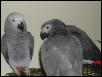Ft Worth Bird Mart Pics