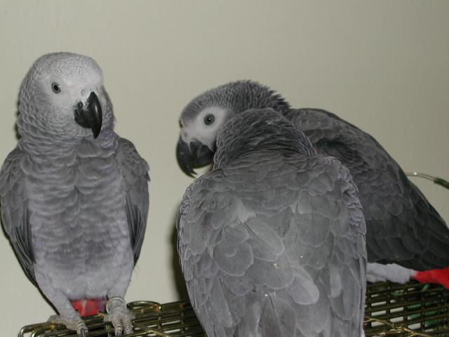 Ft Worth Bird Mart Pics