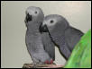 Ft Worth Bird Mart Pics