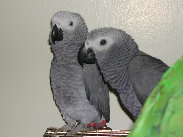 Ft Worth Bird Mart Pics