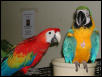 Ft Worth Bird Mart Pics