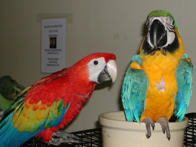 Ft Worth Bird Mart Pics